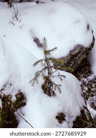 Small pine tree growing next to large snow covered rock in winter mountains