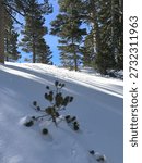 Small Pine Tree Growing In Snow Covered Forest Landscape