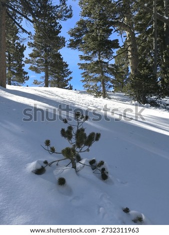 Small Pine Tree Growing In Snow Covered Forest Landscape