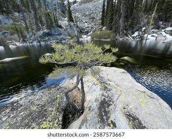 A small pine tree grows atop a rock in the middle of a serene lake, its branches reaching upward. The still water surrounds the rock, reflecting the tree and creating a peaceful, isolated scene.