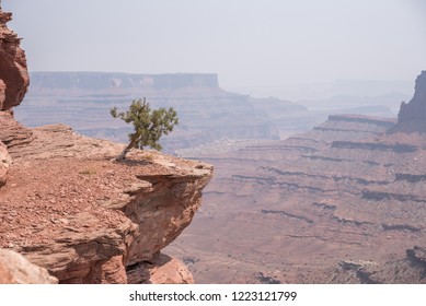 Small pine tree hangs on to the rocky ledge over a desert southwest canyon