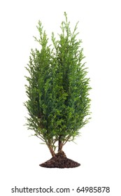 Small Pine Tree Isolated On White