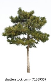 Small Pine Tree Isolated On White