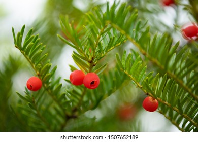 A small pine tree with a lovely red fruit