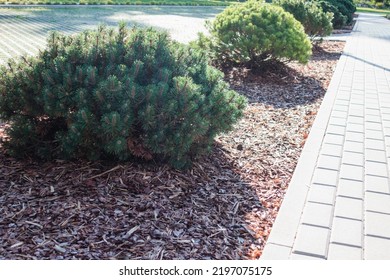 Small Pine Tree Mulched With Natural Brown Bark Mulch Near Pedestrian Pathway. Modern Gardening Landscaping Design