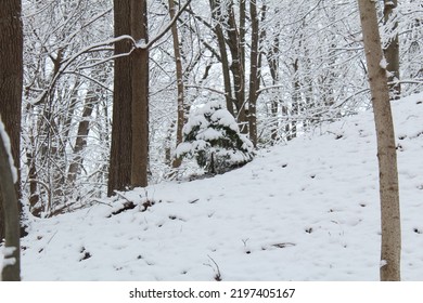 Small Pine Tree On Snowy Trail