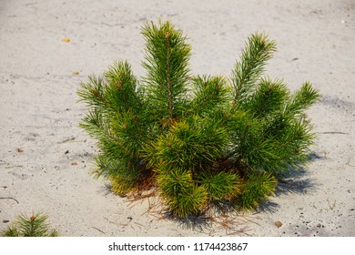 Small pine tree in sands