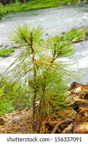 Small Pine Tree Sapling Growing In A Forest