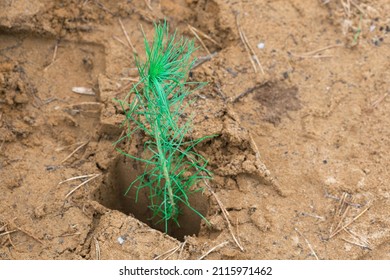 A Small Pine Tree Seedling In A Tree Planting Hole.