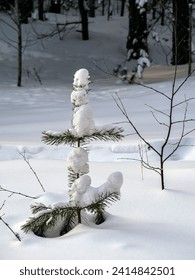 Small pine tree in the snow close-up. A lot of snow lies on the branches. Natural winter background.