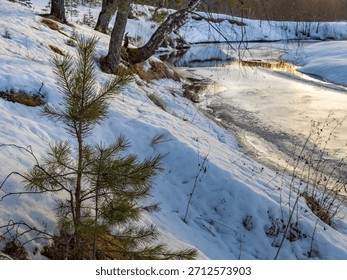 Small pine tree is standing in the snow next to a frozen river. Concept of tranquility and peacefulness, as the tree stands alone in the midst of the winter landscape