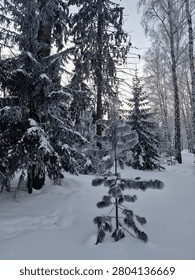 A small pine tree stands in a snowy forest with frosty trees and snow covered ground