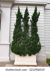 Small Pine Tree In A Stone Pot