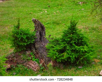small pine trees