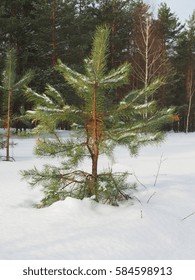 A small pine in winter forest. Trees under the snow.