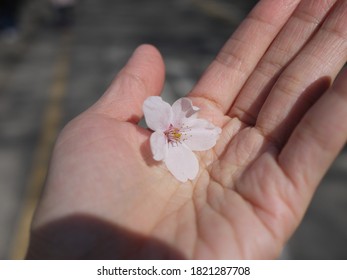 Small pink cherry blossoms on the hands
 - Powered by Shutterstock