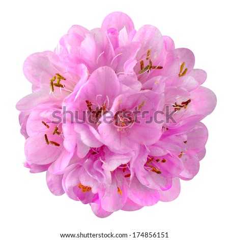 Similar – Image, Stock Photo White ball hydrangea flowers