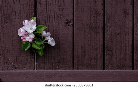 A small pink flower is sitting on a wooden fence. The fence is dark brown and the flower is the only bright color in the scene. Scene is peaceful and serene, as the flower is a symbol of beauty - Powered by Shutterstock