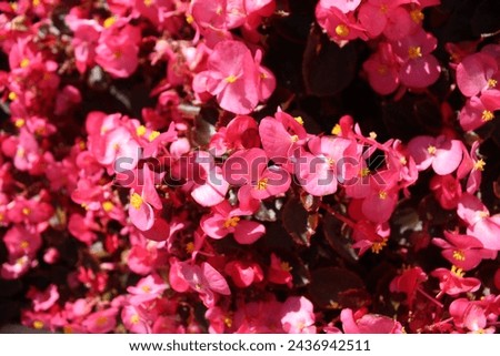 Small pink flowers in a crouped plan. Floral summer background. Cultivation, bush breeding. Flowering shrubs plant propagation.