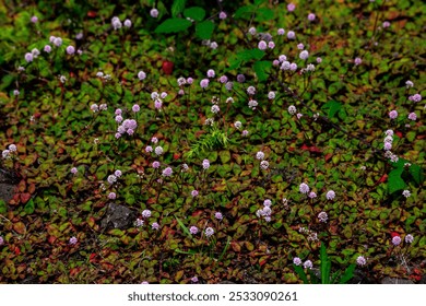 Small pink flowers growing in dense green and red foliage on the Azores, Portugal. The low-lying plants create a natural ground cover, adding texture and color to the landscape. - Powered by Shutterstock