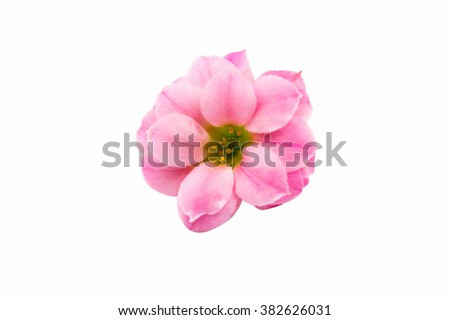 small pink flowers isolated on white background