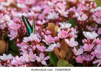 Petites fleurs roses, Rhaphiolepis indica var. umbellata et papillon.