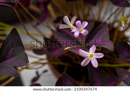 small pink oxalis flowers with purple large leaves at home in a pot