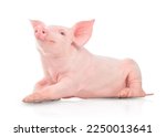 Small pink pig isolated on white background