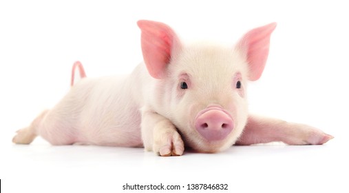 Small pink pig isolated on white background.