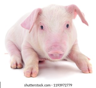 Pink Pig Images, Stock Photos & Vectors | Shutterstock