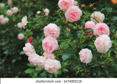 Pink Rose Bush High Res Stock Images Shutterstock