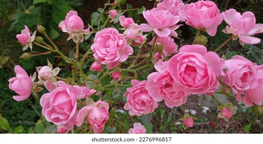 A lot of small pink roses on bush closeup in sunset garden. Pink roses bushes blooming