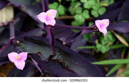 Small Pink Three Petal Flowers - Shutterstock ID 1039865353