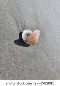 A small pipi or opened shellfish on a sandy coastal beach in Waikawa, New Zealand