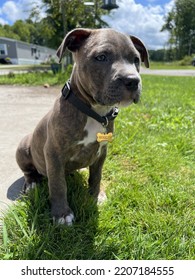 Small Pit Bull Dog. Cute Little Puppy