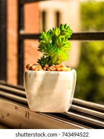 small plant