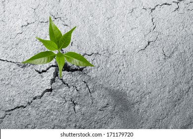 Small Plant Breaking Out From Cement Ground