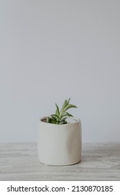 Small Plant In Ceramic Vase