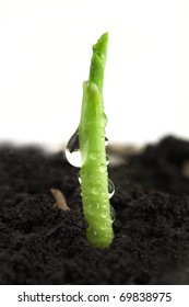 Small Plant Of Corn Isolated On White