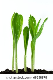 Small Plant Of Corn Isolated On White