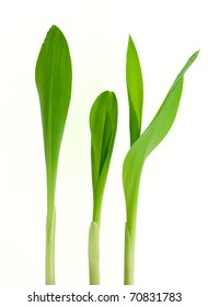 Small Plant Of Corn Isolated On White