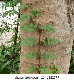 una pequeña planta con