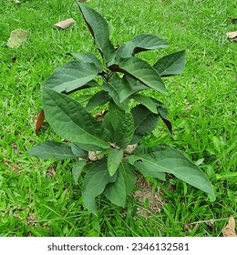 una pequeña planta con