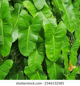 una pequeña planta con