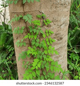 una pequeña planta con