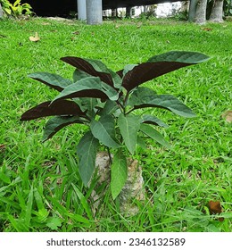 una pequeña planta con