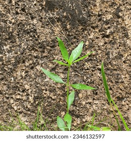 una pequeña planta con