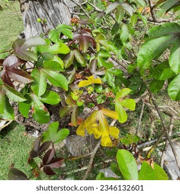 una pequeña planta con