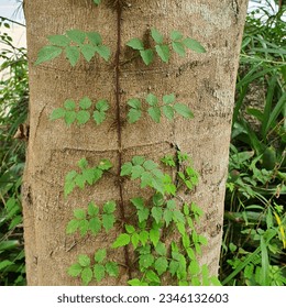 una pequeña planta con