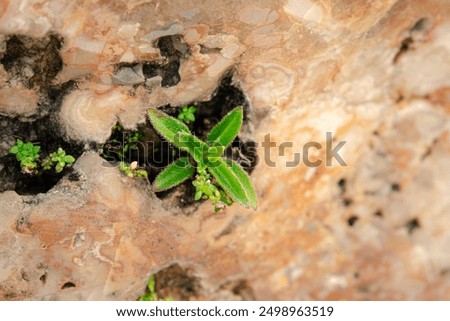 A small plant is growing in a crack in a rock. The plant is green and he is thriving despite the harsh environment. Concept of resilience and hope, as the plant is able to grow